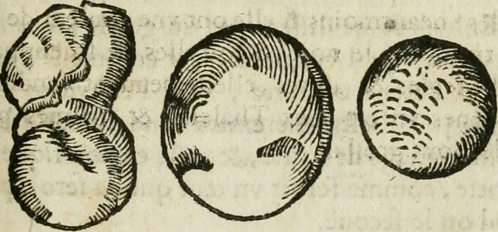 An illustration from Le parfaict ioaillier, ou, Histoire des pierreries : où sont amplement descrites leur naissance, iuste prix, moyen de les cognoistre, & se garder des contre-faites, facultez medecinales, & proprietez curieuses, 1644, leaf 530