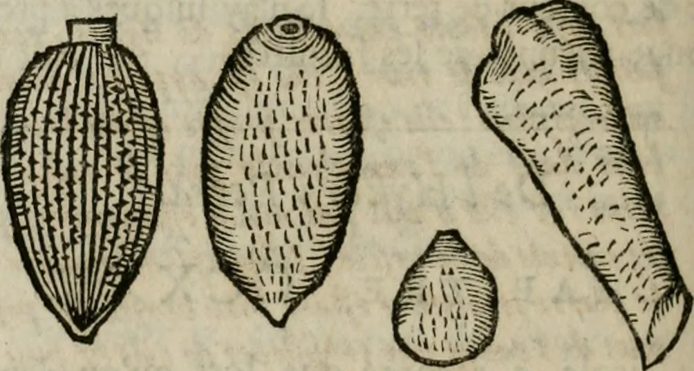 An illustration from Le parfaict ioaillier, ou, Histoire des pierreries : où sont amplement descrites leur naissance, iuste prix, moyen de les cognoistre, & se garder des contre-faites, facultez medecinales, & proprietez curieuses, 1644, leaf 569