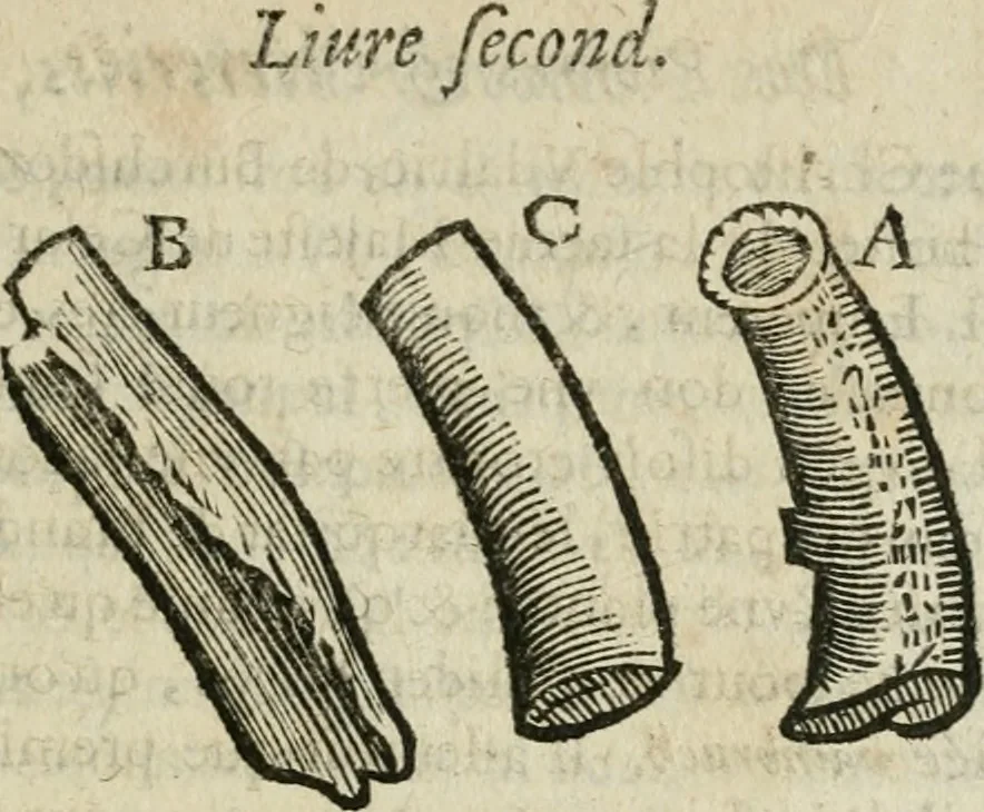 An illustration from Le parfaict ioaillier, ou, Histoire des pierreries : où sont amplement descrites leur naissance, iuste prix, moyen de les cognoistre, & se garder des contre-faites, facultez medecinales, & proprietez curieuses, 1644, leaf 582