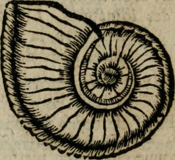 An illustration from Le parfaict ioaillier, ou, Histoire des pierreries : où sont amplement descrites leur naissance, iuste prix, moyen de les cognoistre, & se garder des contre-faites, facultez medecinales, & proprietez curieuses, 1644, leaf 605