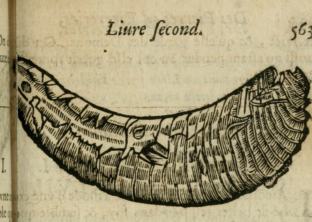 An illustration from Le parfaict ioaillier, ou, Histoire des pierreries : où sont amplement descrites leur naissance, iuste prix, moyen de les cognoistre, & se garder des contre-faites, facultez medecinales, & proprietez curieuses, 1644, leaf 606