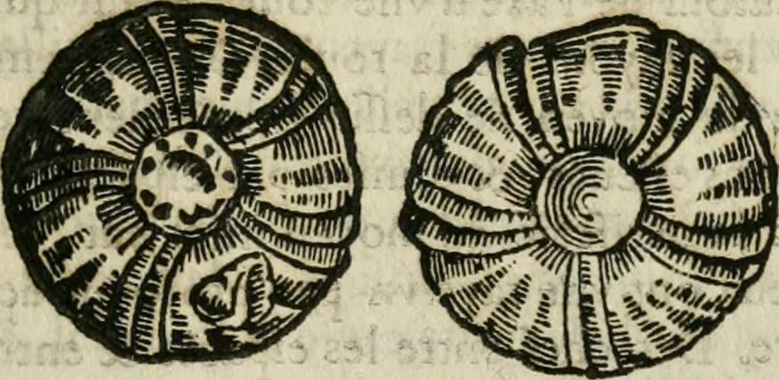 An illustration from Le parfaict ioaillier, ou, Histoire des pierreries : où sont amplement descrites leur naissance, iuste prix, moyen de les cognoistre, & se garder des contre-faites, facultez medecinales, & proprietez curieuses, 1644, leaf 670