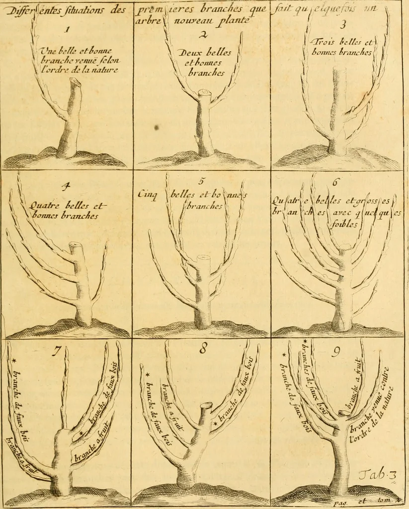An illustration from Le parfait jardinier, ou, Instruction pour les jardins fruitiers et potagers : avec une Trait© des oranges, suivi de Reflexions sur l'agriculture, 1695, leaf 382