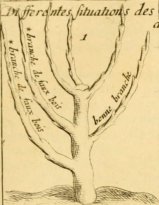 An illustration from Le parfait jardinier, ou, Instruction pour les jardins fruitiers et potagers : avec une Trait© des oranges, suivi de Reflexions sur l'agriculture, 1695, leaf 386