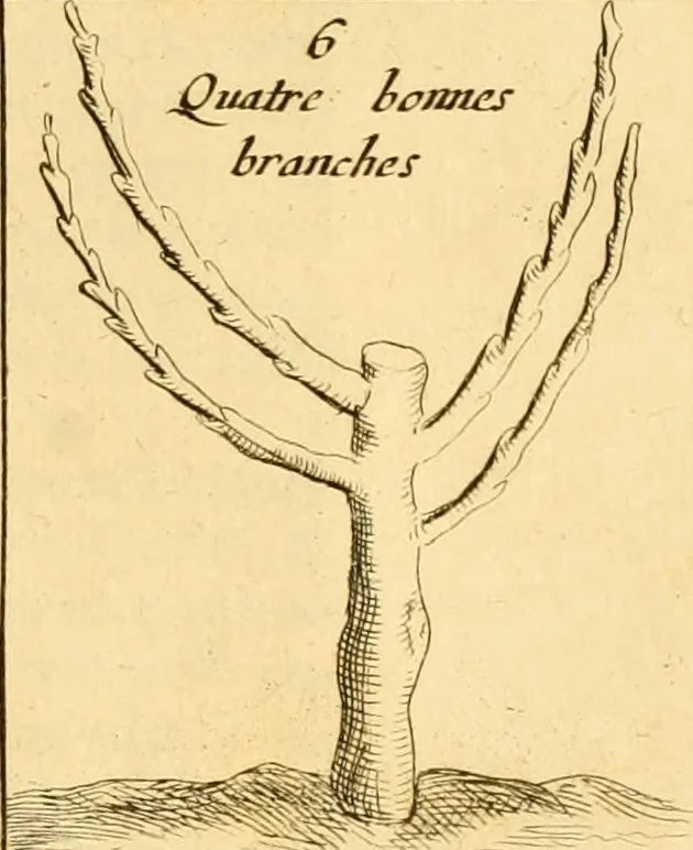 An illustration from Le parfait jardinier, ou, Instruction pour les jardins fruitiers et potagers : avec une Trait© des oranges, suivi de Reflexions sur l'agriculture, 1695, leaf 386