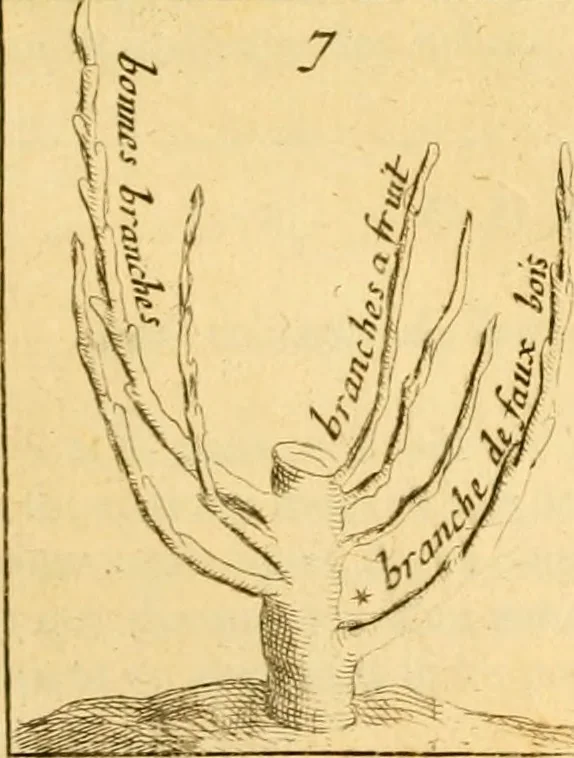 An illustration from Le parfait jardinier, ou, Instruction pour les jardins fruitiers et potagers : avec une Trait© des oranges, suivi de Reflexions sur l'agriculture, 1695, leaf 386