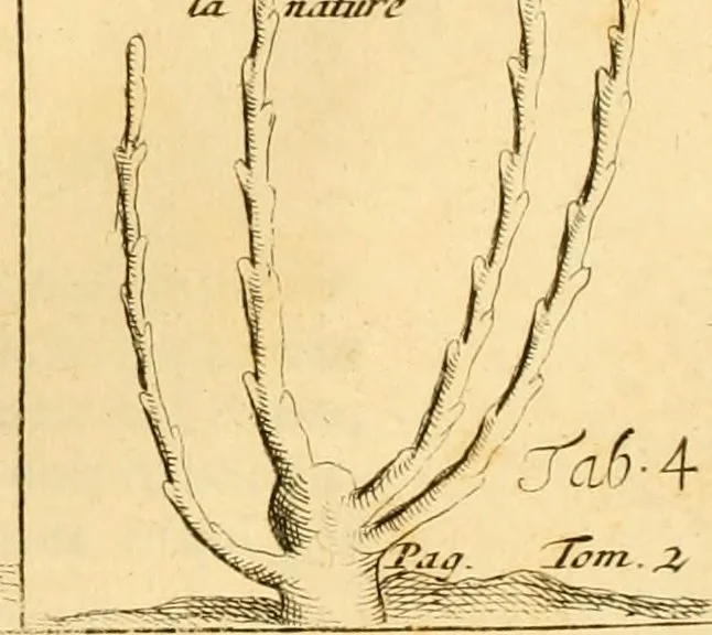 An illustration from Le parfait jardinier, ou, Instruction pour les jardins fruitiers et potagers : avec une Trait© des oranges, suivi de Reflexions sur l'agriculture, 1695, leaf 386