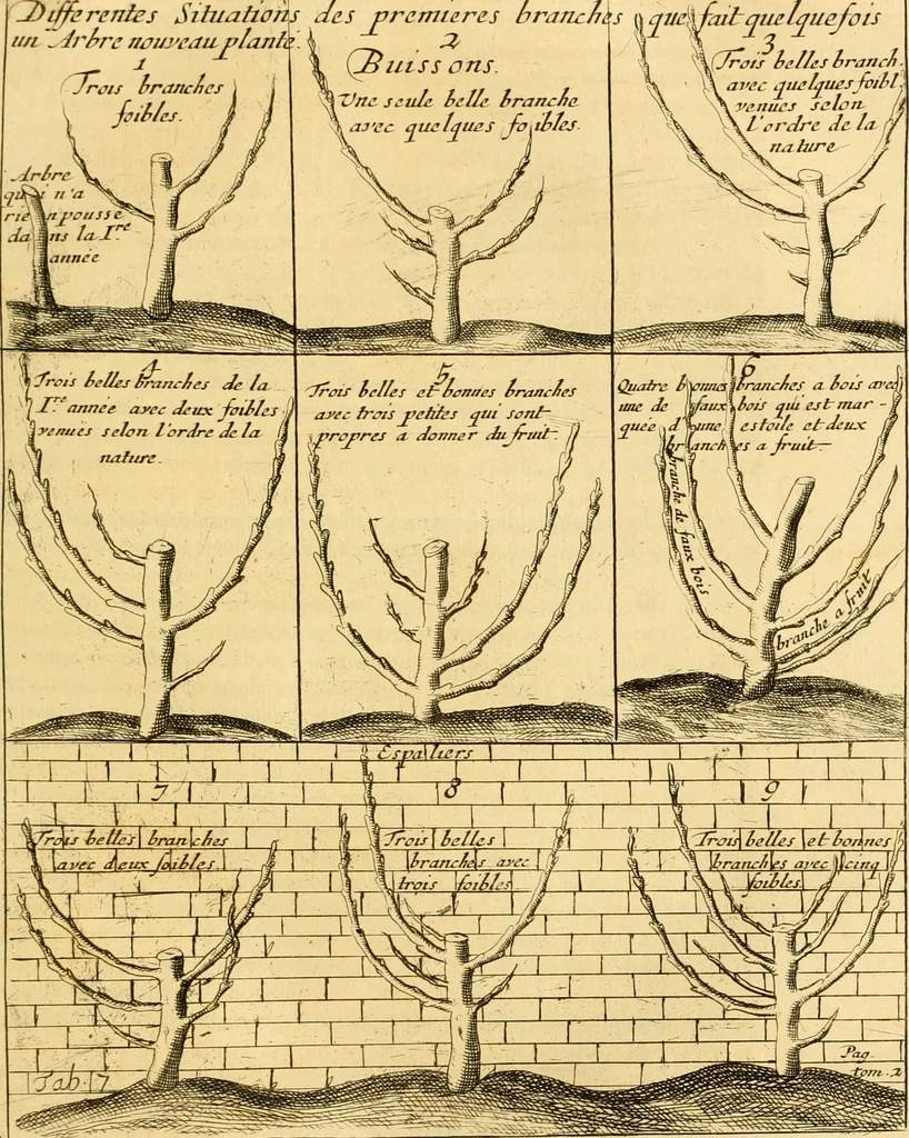 An illustration from Le parfait jardinier, ou, Instruction pour les jardins fruitiers et potagers : avec une Trait© des oranges, suivi de Reflexions sur l'agriculture, 1695, leaf 402