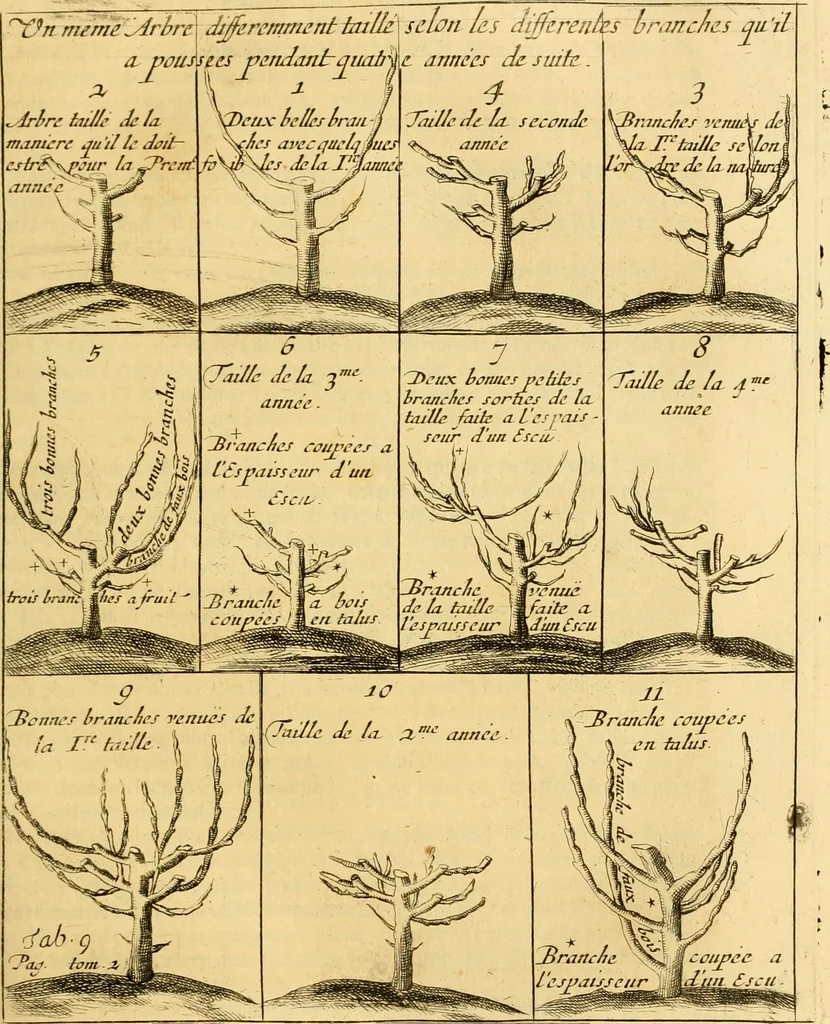 An illustration from Le parfait jardinier, ou, Instruction pour les jardins fruitiers et potagers : avec une Trait© des oranges, suivi de Reflexions sur l'agriculture, 1695, leaf 420