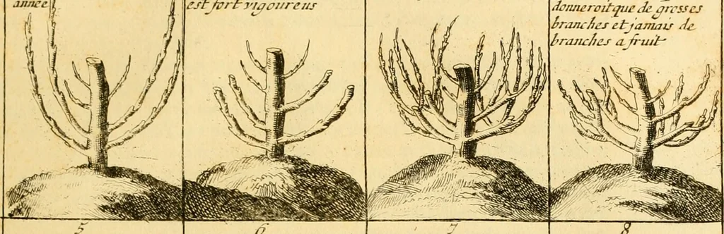An illustration from Le parfait jardinier, ou, Instruction pour les jardins fruitiers et potagers : avec une Trait© des oranges, suivi de Reflexions sur l'agriculture, 1695, leaf 428