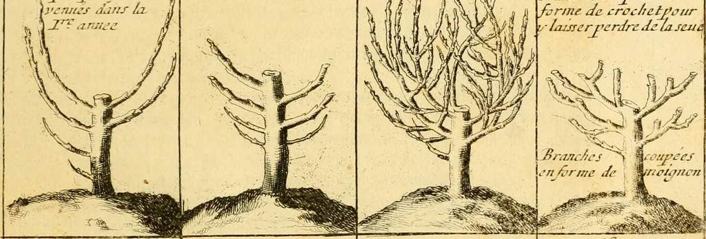 An illustration from Le parfait jardinier, ou, Instruction pour les jardins fruitiers et potagers : avec une Trait© des oranges, suivi de Reflexions sur l'agriculture, 1695, leaf 428