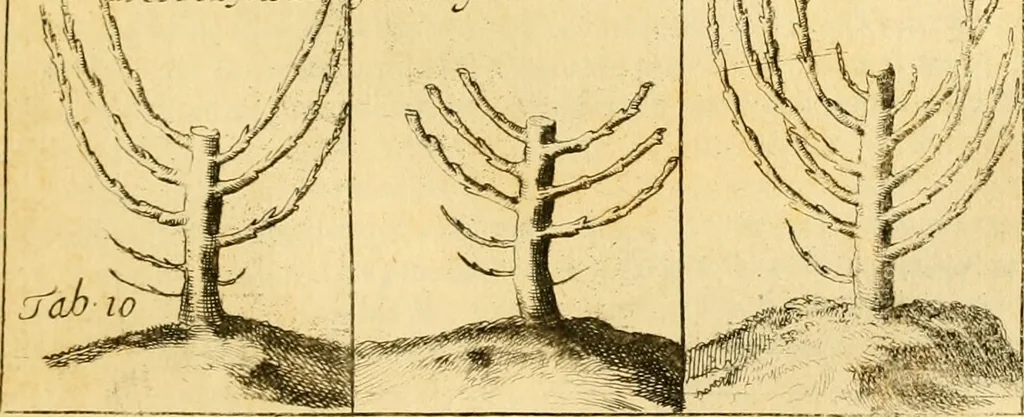 An illustration from Le parfait jardinier, ou, Instruction pour les jardins fruitiers et potagers : avec une Trait© des oranges, suivi de Reflexions sur l'agriculture, 1695, leaf 428