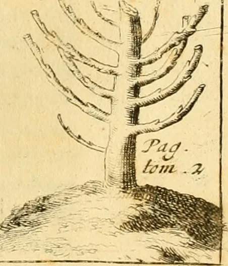 An illustration from Le parfait jardinier, ou, Instruction pour les jardins fruitiers et potagers : avec une Trait© des oranges, suivi de Reflexions sur l'agriculture, 1695, leaf 428