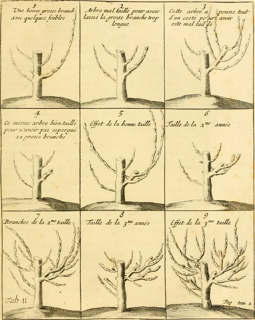 An illustration from Le parfait jardinier, ou, Instruction pour les jardins fruitiers et potagers : avec une Trait© des oranges, suivi de Reflexions sur l'agriculture, 1695, leaf 488