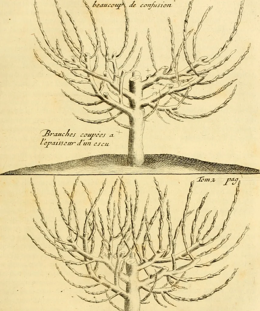 An illustration from Le parfait jardinier, ou, Instruction pour les jardins fruitiers et potagers : avec une Trait© des oranges, suivi de Reflexions sur l'agriculture, 1695, leaf 492
