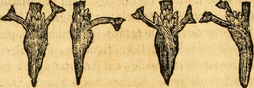 An illustration from Le parfait jardinier, ou, Instruction pour les jardins fruitiers et potagers : avec une Trait© des oranges, suivi de Reflexions sur l'agriculture, 1695, leaf 551