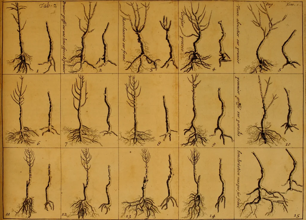 An illustration from Le parfait jardinier, ou, Instruction pour les jardins fruitiers et potagers : avec une Trait© des oranges, suivi de Reflexions sur l'agriculture, 1695, leaf 64