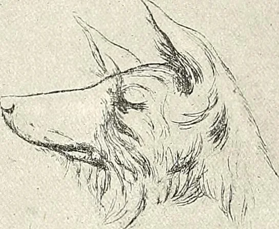 An illustration from Le peintre-graveur illustré : (xix et xx siècles), 1906, leaf 149