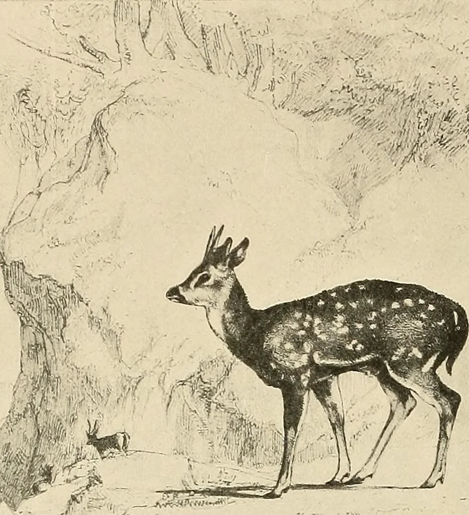 An illustration from Le peintre-graveur illustré : (xix et xx siècles), 1906, leaf 31
