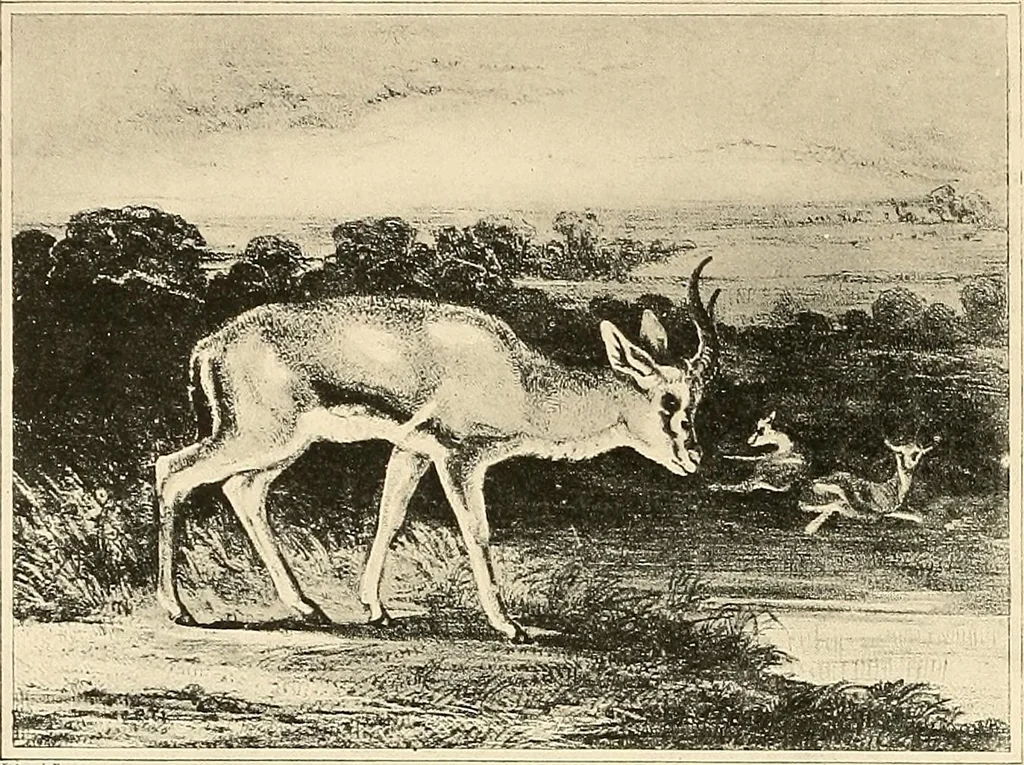 An illustration from Le peintre-graveur illustré : (xix et xx siècles), 1906, leaf 33