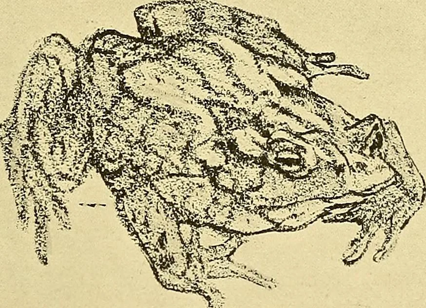 An illustration from Le peintre-graveur illustré : (xix et xx siècles), 1906, leaf 362