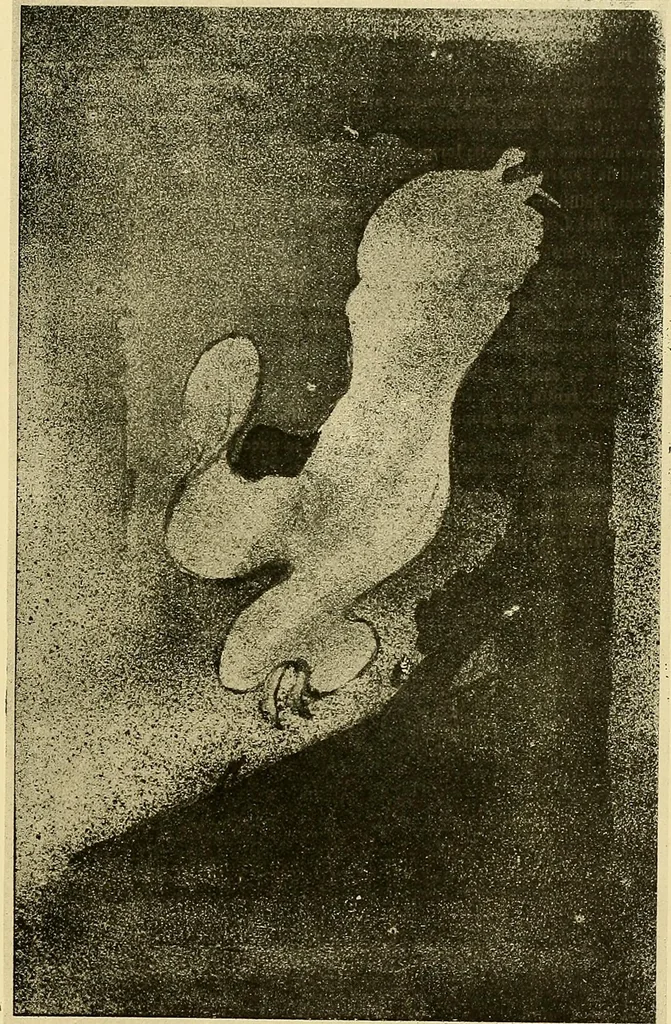 An illustration from Le peintre-graveur illustré : (xix et xx siècles), 1906, leaf 66