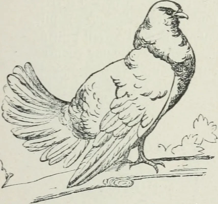 An illustration from Le petit Lavater français, ou, Les secrets de la physiognomie dévoilés, 1890, leaf 158