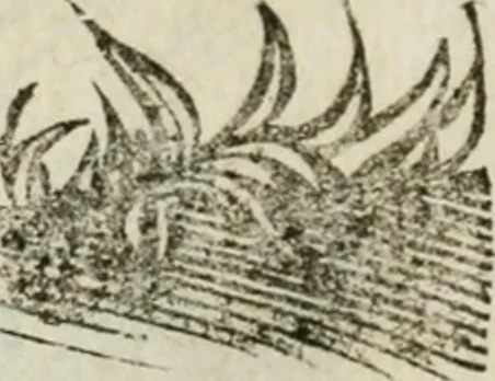 An illustration from Le relationi vniversali, 1617, leaf 751