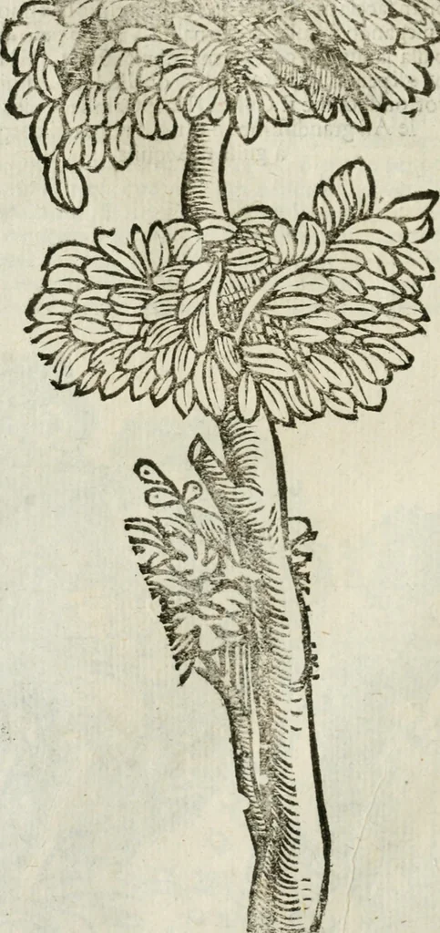 An illustration from Le relationi vniversali, 1617, leaf 773