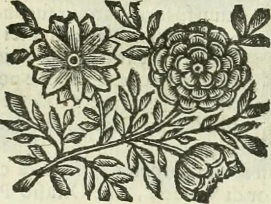 An illustration from Le sagre memorie di Ravenna antica ..., 1664, leaf 552