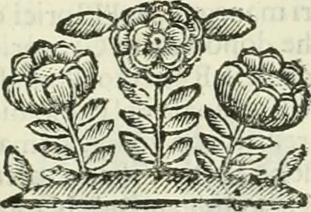 An illustration from Le sagre memorie di Ravenna antica ..., 1664, leaf 558