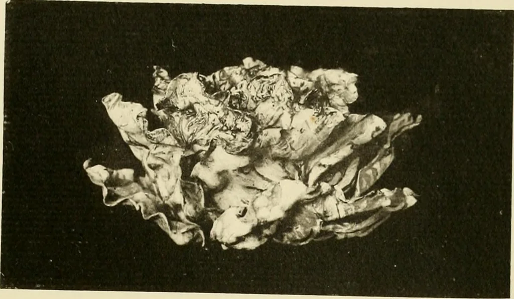 An illustration from Les anciennes faiences de Bruxelles : histoire, fabrication, produits, 1922, leaf 296