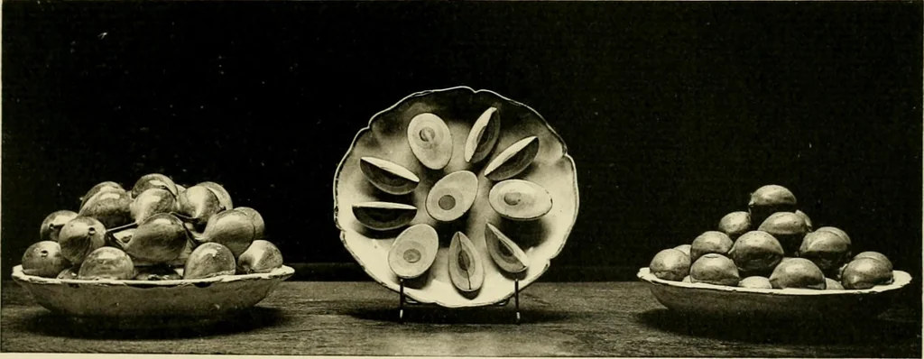An illustration from Les anciennes faiences de Bruxelles : histoire, fabrication, produits, 1922, leaf 310