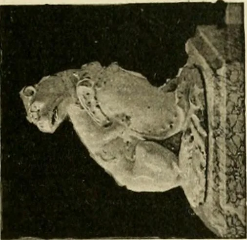An illustration from Les anciennes faiences de Bruxelles : histoire, fabrication, produits, 1922, leaf 366