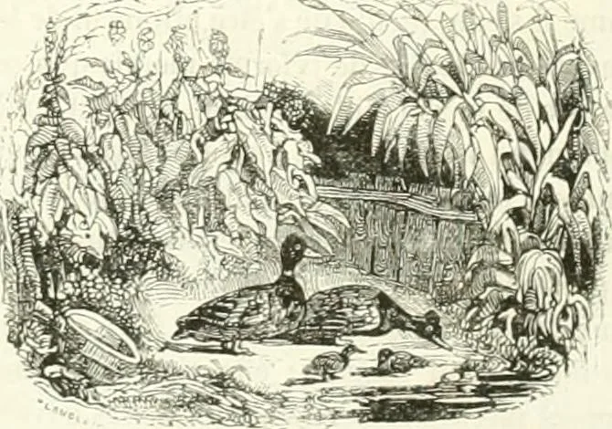 An illustration from Les anglais peints par eux-mêmes : par les sommités littéraires de l'Angleterre, 1840, leaf 247
