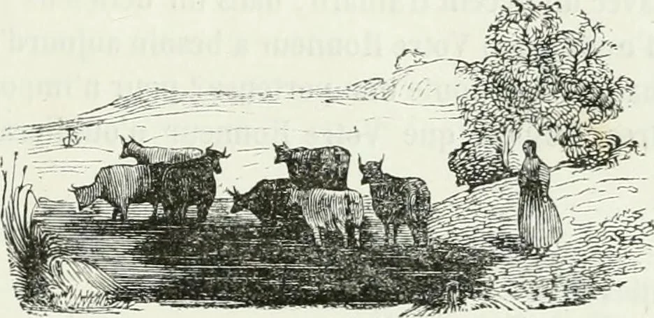 An illustration from Les anglais peints par eux-mêmes : par les sommités littéraires de l'Angleterre, 1840, leaf 100