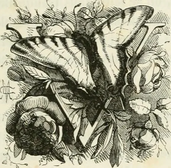An illustration from Les anglais peints par eux-mêmes : par les sommités littéraires de l'Angleterre, 1840, leaf 44