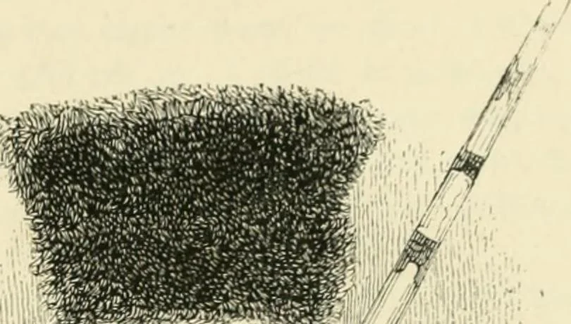 An illustration from Les anglais peints par eux-mêmes : par les sommités littéraires de l'Angleterre, 1840, leaf 452