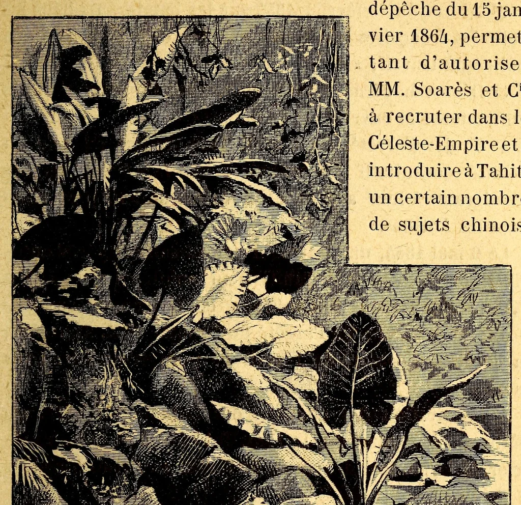 An illustration from Les colonies françaises;, 1889, leaf 59