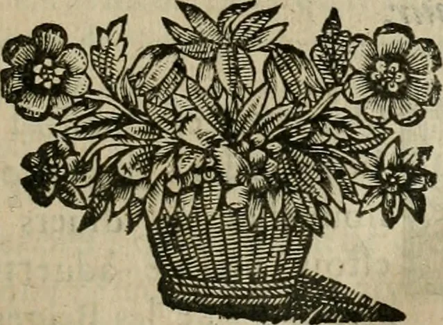 An illustration from Les commentaires de Cesar, 1652, leaf 194