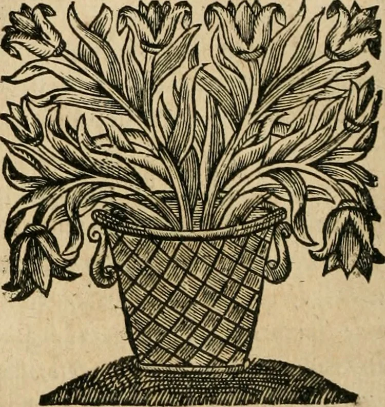 An illustration from Les commentaires de Cesar, 1652, leaf 265