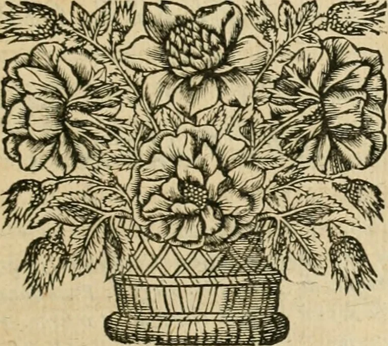 An illustration from Les commentaires de Cesar, 1652, leaf 444