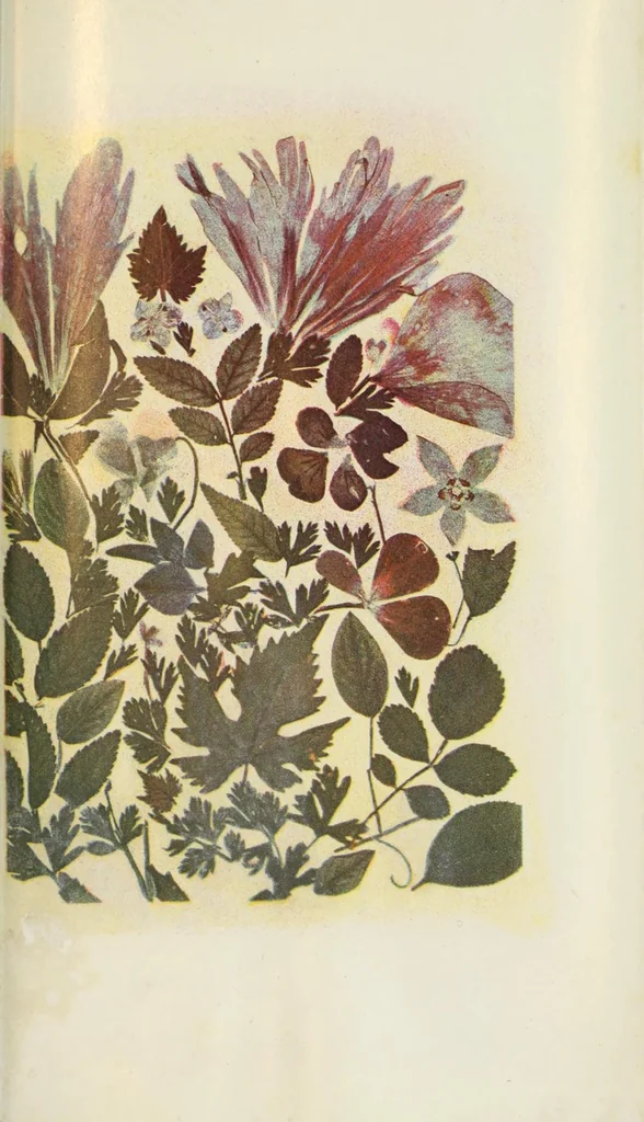 An illustration from Les couleurs en photographie : causerie, 1871, leaf 29