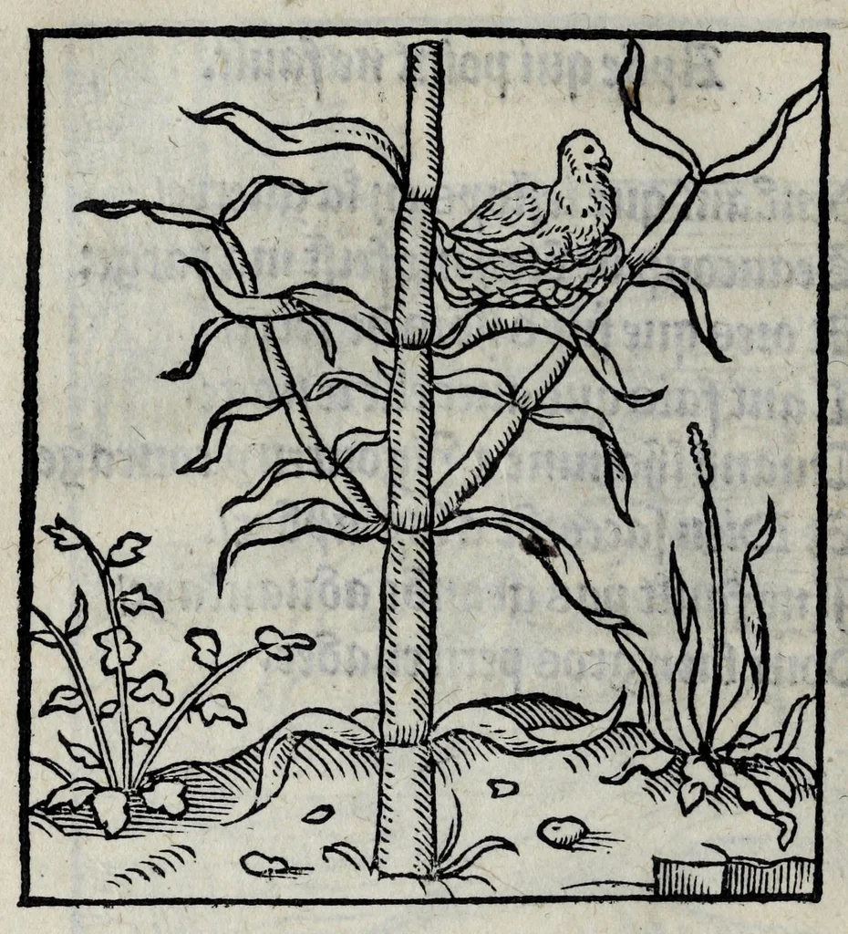 An illustration from Les emblemes de maistre Andre Alciat, mis en rime francoyse, [et] puis nagueres reimprime auec curieuse correction, 1539, leaf 112