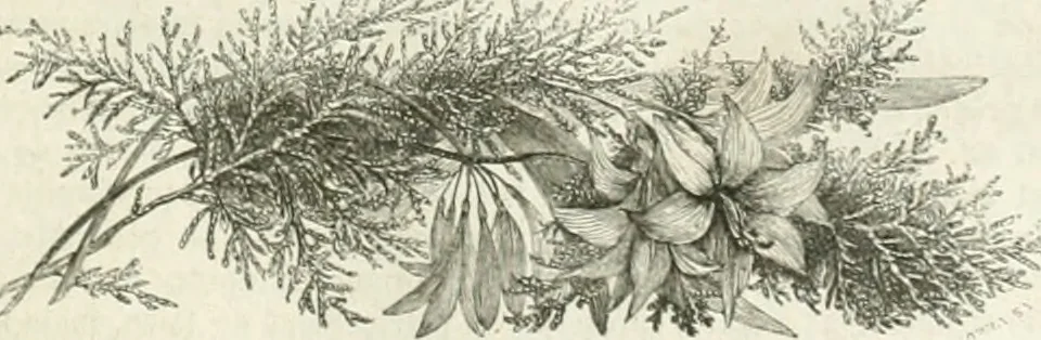 An illustration from Les Français peints par eux-mêmes, 1853, leaf 124