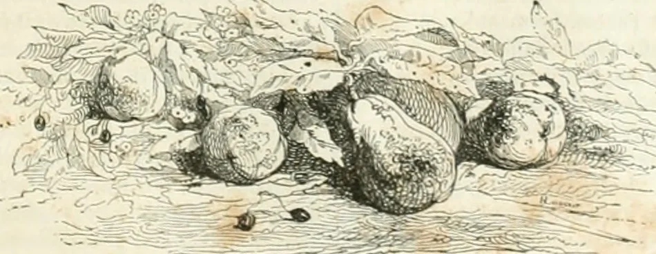 An illustration from Les Français peints par eux-mêmes, 1853, leaf 222