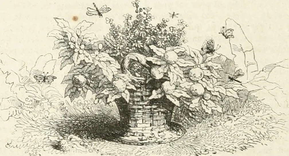 An illustration from Les Français peints par eux-mêmes, 1853, leaf 267