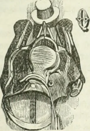 An illustration from Les Français peints par eux-mêmes, 1853, leaf 298
