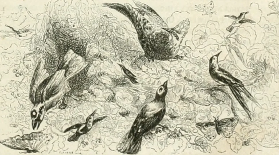 An illustration from Les Français peints par eux-mêmes, 1853, leaf 496