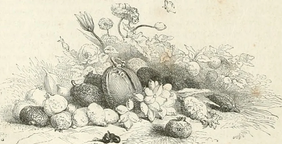 An illustration from Les Français peints par eux-mêmes, 1853, leaf 527